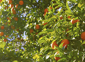 soluciones visual especializacion cultivos cítricos