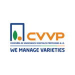 LOGO CVVP