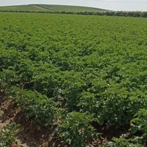 Proyecto MelendezXOrigen y tecnología Visual aplicada al cultivo de patatas