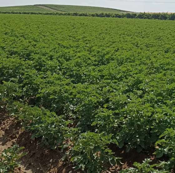 Proyecto MelendezXOrigen y tecnología Visual aplicada al cultivo de patatas