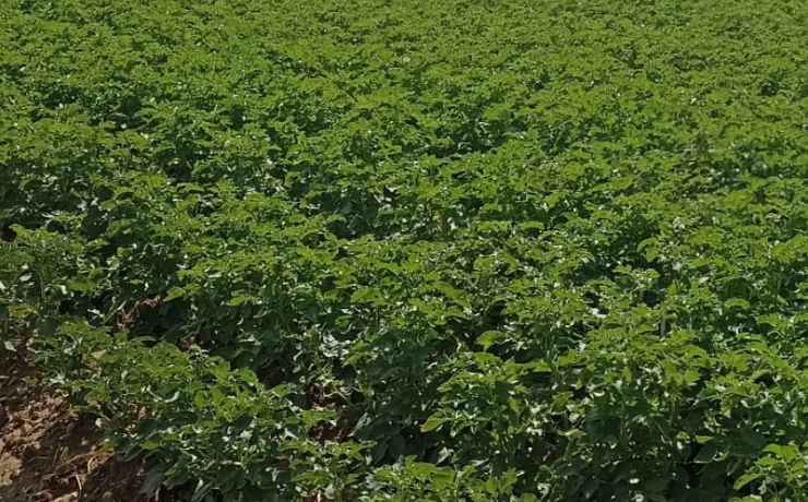 Proyecto MelendezXOrigen y tecnología Visual aplicada al cultivo de patatas