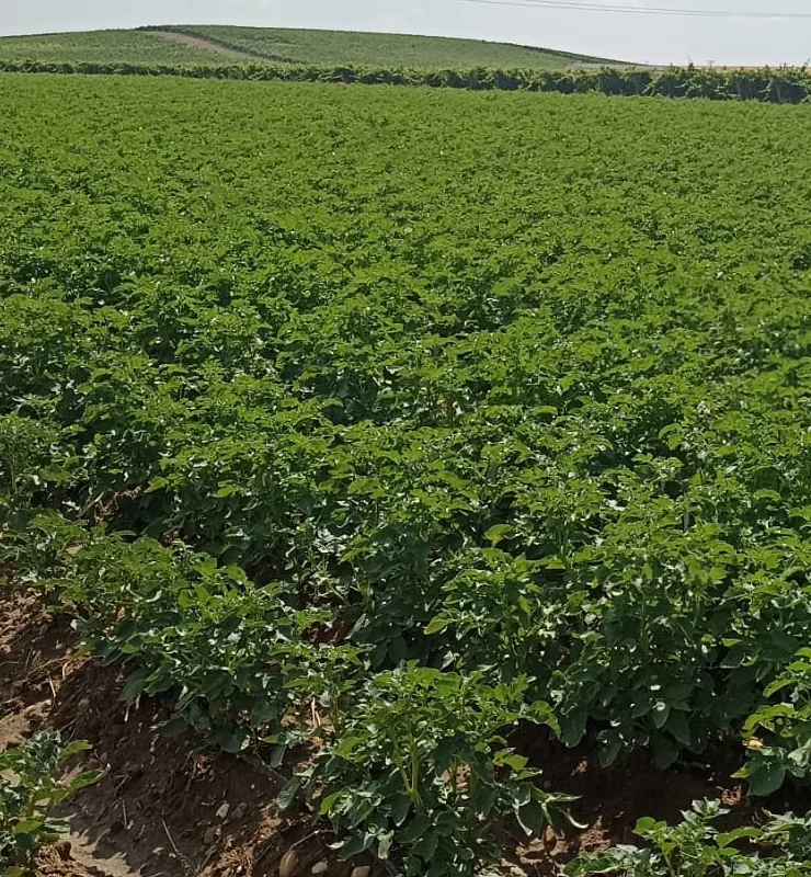 Proyecto MelendezXOrigen y tecnología Visual aplicada al cultivo de patatas