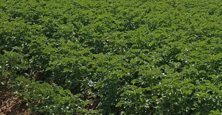 Proyecto MelendezXOrigen y tecnología Visual aplicada al cultivo de patatas